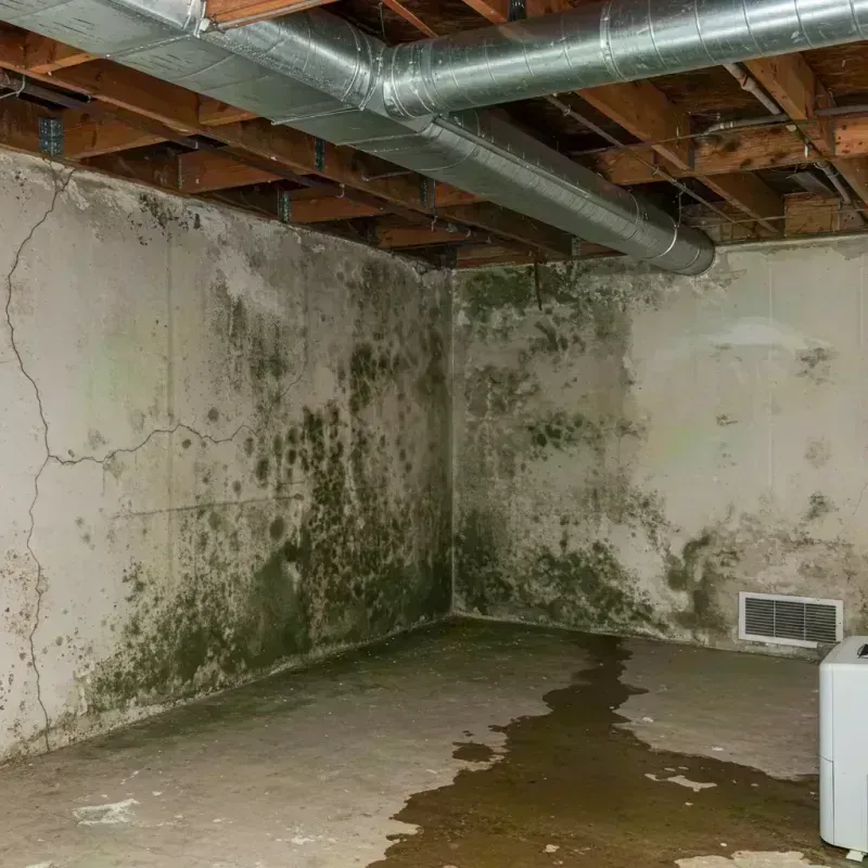 Professional Mold Removal in Noel, MO